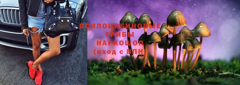 Псилоцибиновые грибы Cubensis  Покров 